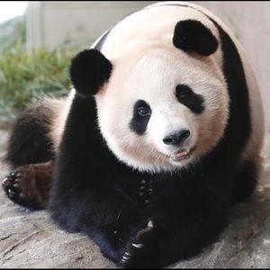 Meet your Posher, Diosmary